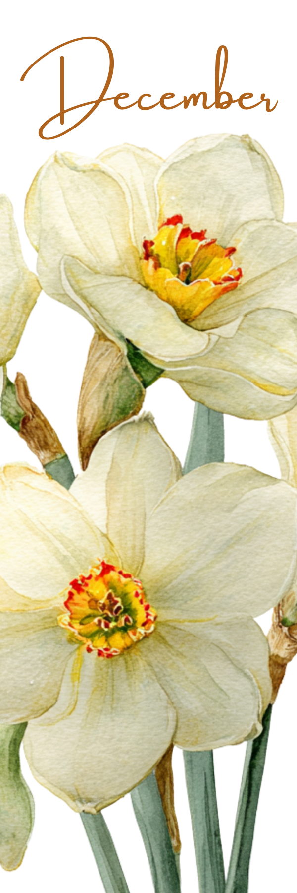 Watercolor Birth Month Flower Bookmark - 2" x 6" - Handmade - Laminated