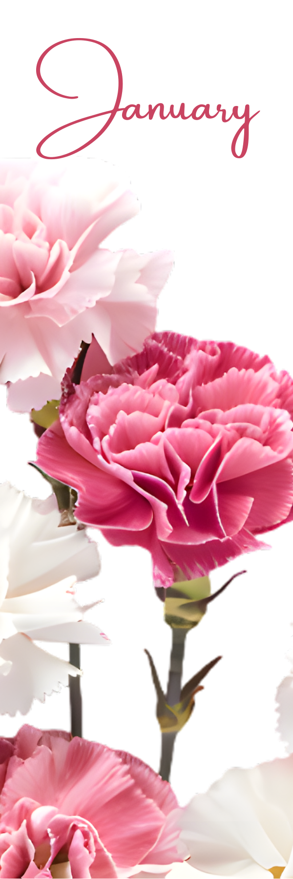 Watercolor Birth Month Flower Bookmark - 2" x 6" - Handmade - Laminated