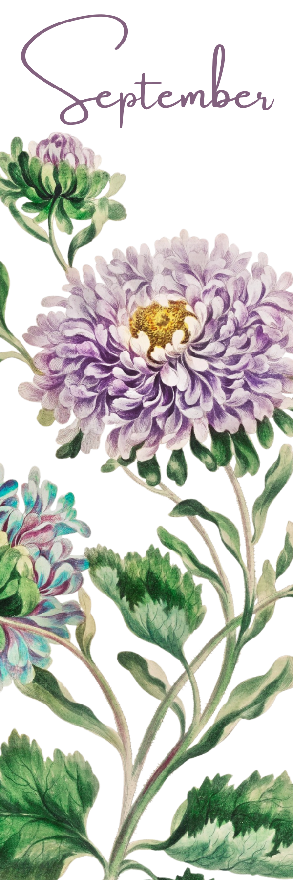 Watercolor Birth Month Flower Bookmark - 2" x 6" - Handmade - Laminated